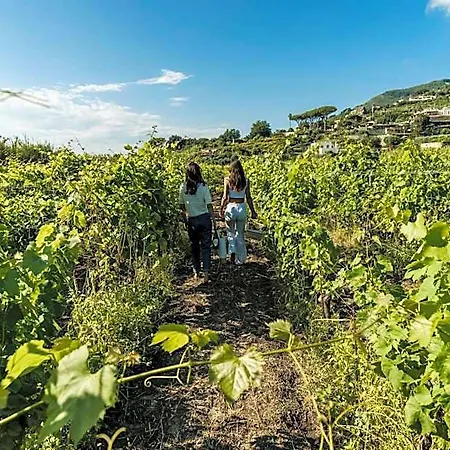 Tenuta Calitto Wine E Resort